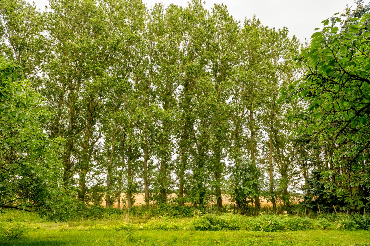 image 04